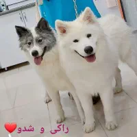 سااموید دورنگ سیاه و سفید|سگ|نجفآباد, رحمت آباد|دیوار