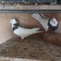 طوقی|پرنده|ماهدشت, |دیوار