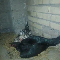 مرغ کرچ لاری