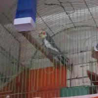 عروس هلندی دستی|پرنده|کارون, |دیوار