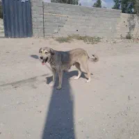 ماده پژدر