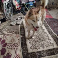 سگ هاسکی پیدا شده مژدگانی