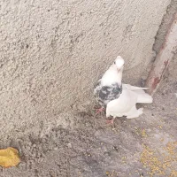 یک جفت کبوتر طوقی اصل تمیز اماده تخم گذاری|پرنده|یاسوج, |دیوار