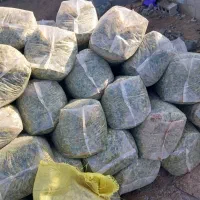 ذرت علوفه ای