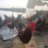 خوروس هشت ماه|حیوانات مزرعه|تولم شهر, |دیوار