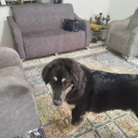 واگذاری سگ بومی به صورت رایگان|سگ|تربتحیدریه, شهرک ولیعصر|دیوار