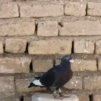 کبوتر سیاه پر سفید