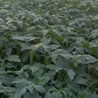 نشا 4129دستی|خدمات باغبانی و درختکاری|خورموج, |دیوار