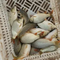 بچه ماهی قزلآلا کپورطلایی|ماهی|آمل, |دیوار