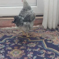 تعدادی مرغ لری و لاری|حیوانات مزرعه|ماهدشت, |دیوار