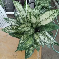 فروش اگونما برفی|گل و گیاه طبیعی|عباس‌آباد, |دیوار