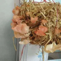 دوره آموزشی تکثیر و پرورش قارچ خوراکی|خدمات آموزشی|مشهد, احمدآباد|دیوار