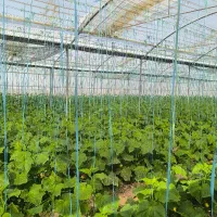 استخدام شاگرد گلخانه ماهر