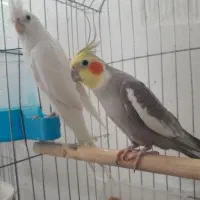 جفت مولد هلندی