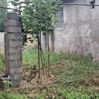 زمین مسکونی ۲۵۰متری لشت نشا روستایی