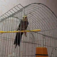 گمشده امروز صبح