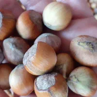 فندق کاملا ارگانیک تازه|خوردنی و آشامیدنی|رشت, جماران|دیوار