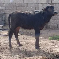 حولی دوساله