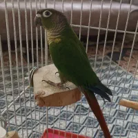 طوطی گرینچیک|پرنده|زنجان, |دیوار