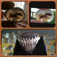 انگشتر شجر قاین اصلی