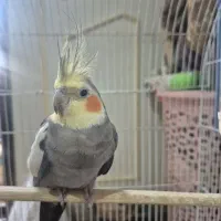 عروس هلندی نر سخنگو