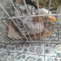 جوجه خروس
