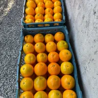 پرتقال و نارنج شمال تازه رسیده