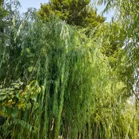 مجتمع گل و گیاه و نهالستان خیری واقع در هشتگرد|خدمات باغبانی و درختکاری|هشتگرد, هشتگرد قدیم|دیوار