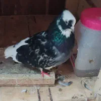 تعداد 25کبونر به صورت یکجا