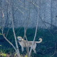 ماده پژدر اصیل|سگ|گرگان, |دیوار