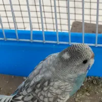 فروش مرغ عشق