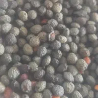 کلن .پسته کوهی