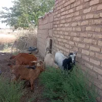 کهره فروشی