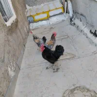 مرغ وخروس