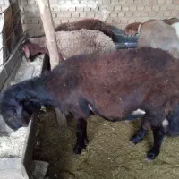 گوسفندفروشی