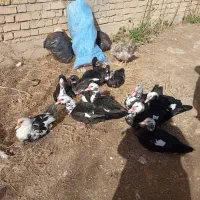 فروش مرغابی شمالی