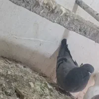 صحرایی|پرنده|کبودرآهنگ, |دیوار