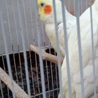 عروس پاریس در حمیدیه|پرنده|حمیدیه, |دیوار