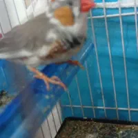 فنج|پرنده|مشهد, علی آباد|دیوار