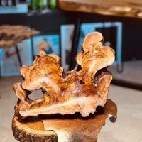 اردو خوری چوب زیتون