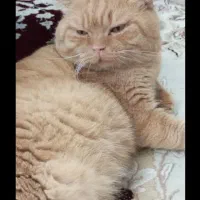 گربه اسکاتیش فولد|گربه|بابل, |دیوار