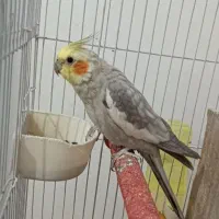 عروس هلندی|پرنده|دهلران, |دیوار