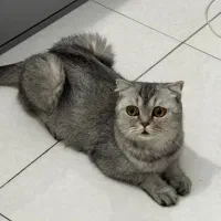 گربه اسکاتیش ماده دو ساله