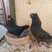 جوجه کبوتر راعبی سفید و زاغ آبادانی