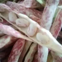 لوبیا چیتی تازه الموت با پوست  بیدستان170|خوردنی و آشامیدنی|محمدیه-قزوین, |دیوار