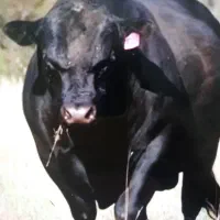 خرید وفروش دام سنگین