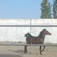 کره نریان دره شوری 23ماهه