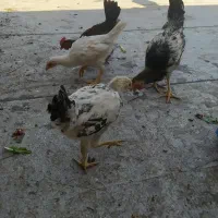 جوجه خروس محلی|حیوانات مزرعه|شیراز, عادل آباد|دیوار