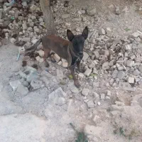 واگذاری مالینویز ماده معاوضه با پامر