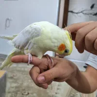 عروس هلندی  لوتینو ۶ ماهه دستی